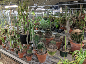 Interior of the SFASU Biology Greenhouse