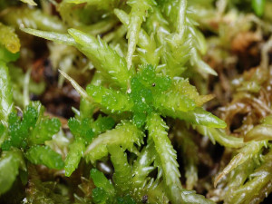image of Spagnum moss