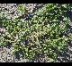 Amaranthus greggii