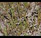 Salicornia bigelovii