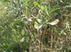 Borrichia frutescens