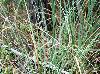 Cladium mariscus-ssp-jamaicense