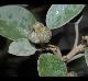 Croton punctatus