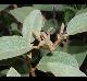 Croton punctatus