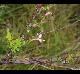 Oenothera filiformis