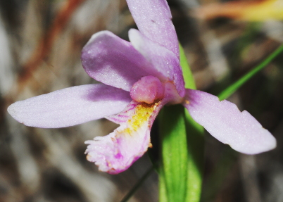 Pogonia ophioglossoides, Angelina National Forest, Texas