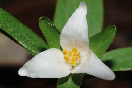 Trillium pusillum-var-texanum, Angelina National Forest, Texas