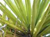 Yucca faxoniana