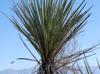 Yucca treculeana