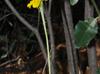 Heliopsis Parvifolia