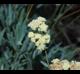Parthenium argentatum