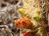 Echinocereus viridiflorus-ssp-chloranthus