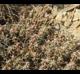 Grusonia aggeria