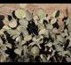Opuntia rufida