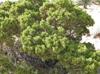 Juniperus coahuilensis