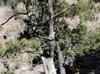 Juniperus deppeana
