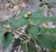Croton fruticulosus