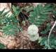 Calliandra humilis