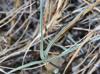 Cologania angustifolia