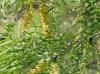 Prosopsis glandulosa