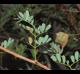 Senegalia roemeriana