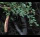 Senegalia roemeriana