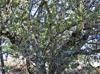 Quercus grisea