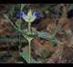 Salvia arizonica