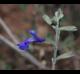 Salvia lycioides