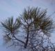 Pinus ponderosa