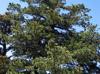 Pinus strobiformis