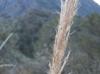 Muhlenbergia emersleyi