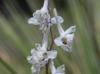 Delphinium carolinianum-ssp-virescens