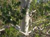 Populus tremuloides