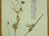 Bidens polylepis