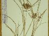 Cyperus odoratus