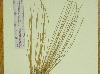 Eleocharis flavescens