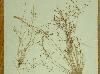 Fimbristylis autumnalis