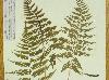 Athyrium filix-femina var asplenioides