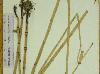 Equisetum hyemale