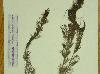 Myriophyllum aquaticum