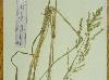 Panicum anceps