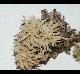 Sphagnum imbricatum