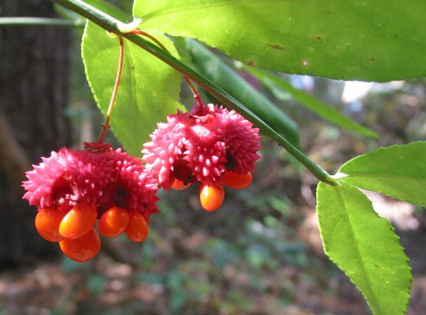 Euonymus americana in fruit