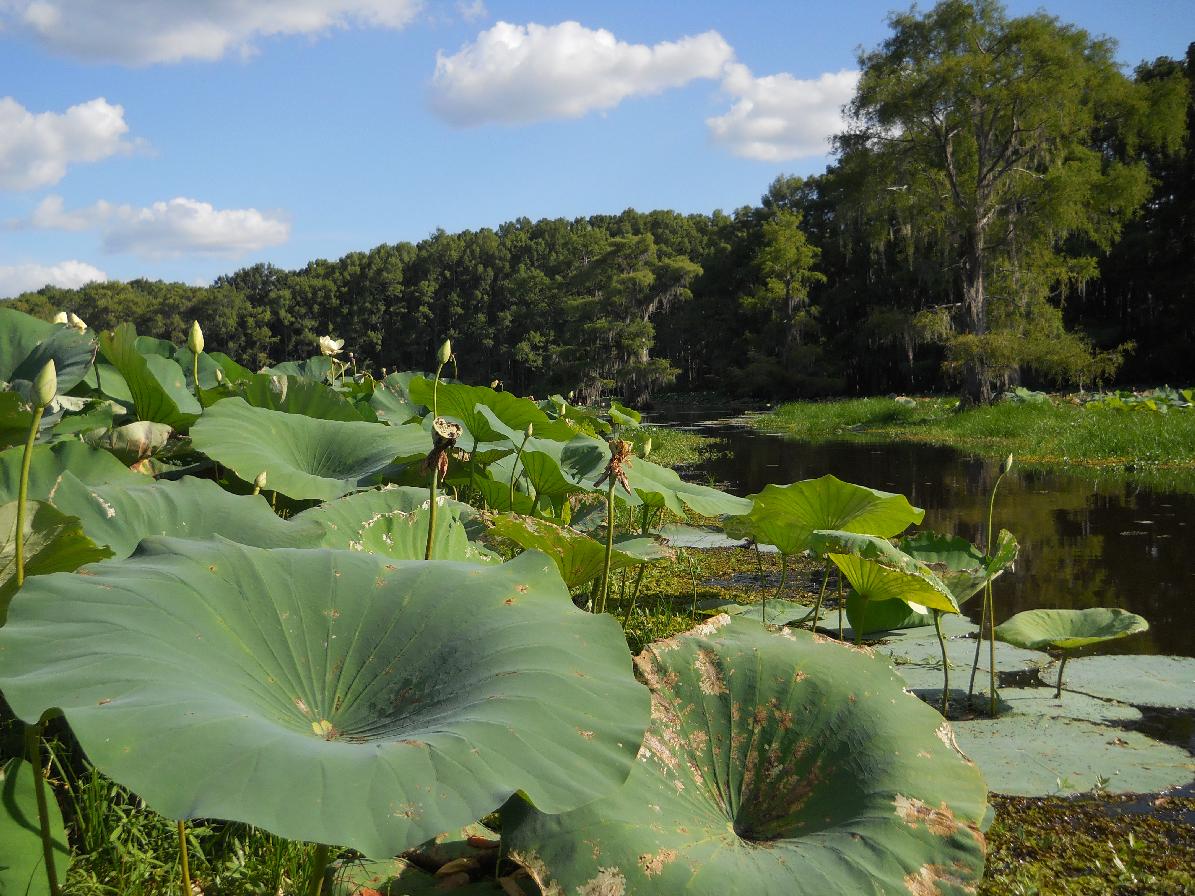 Nelumbo lutea (yellow lotus)