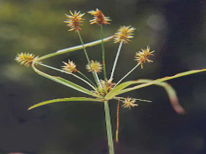 image of Cyperus sp