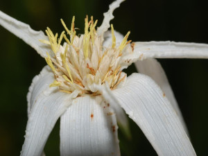 image of Rhynchospora latifolia