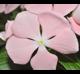 Catharanthus roseus