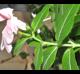 Catharanthus roseus