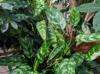 Aglaonema commutatum